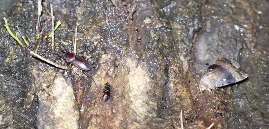 コクワガタ♂、オオシマカラスヨトウ_凄いコナラ_2023年6月14日19時55分 気温20度